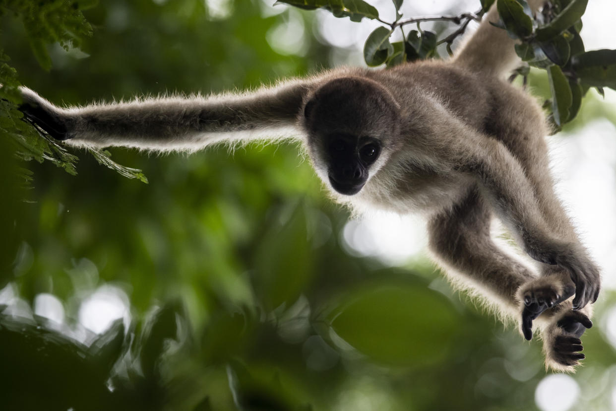 Eliot, the first northern muriqui monkey born in an enclosed area of the Atlantic Forest in the district of Ibitipoca, hangs from a tree brach in Lima Duarte, Minas Gerais state, Brazil, Saturday, May 6, 2023. (AP Photo/Bruna Prado)