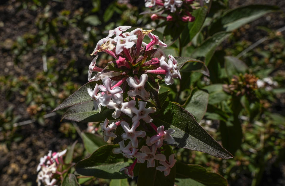 An Abelia Mosanensis flower is photographed at the perfume gardens of the Chateau de Versailles, west of Paris, Thursday, May 25, 2023. The Versailles flower gardens were once a symbol of the French king’s expeditionary might and helped water-deprived courtiers perfume their skin. Now, they have been reimagined to give today’s public a glimpse — and a sniff — into the gilded palace’s olfactory past. (AP Photo/Michel Euler)