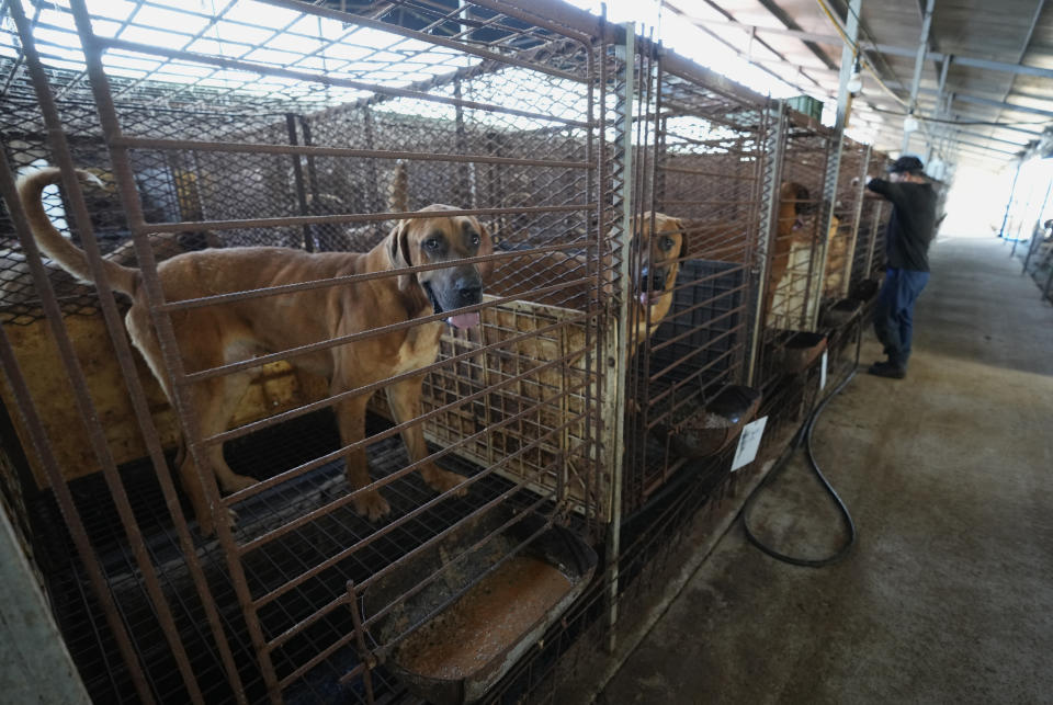 Dogs are seen in cages at a dog farm in Pyeongtaek, South Korea, Tuesday, June 27, 2023. Dog meat consumption, a centuries-old practice on the Korean Peninsula, isn't explicitly prohibited or legalized in South Korea. But more and more people want it banned, and there's increasing public awareness of animal rights and worries about South Korea’s international image. (AP Photo/Ahn Young-joon)