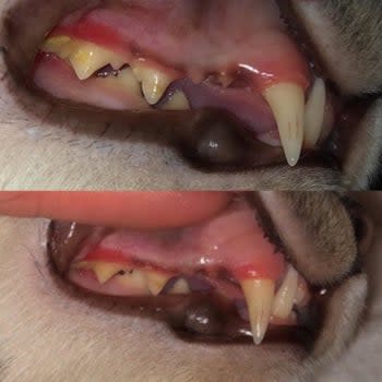 before and after photos of an animal's teeth after using the dental kit