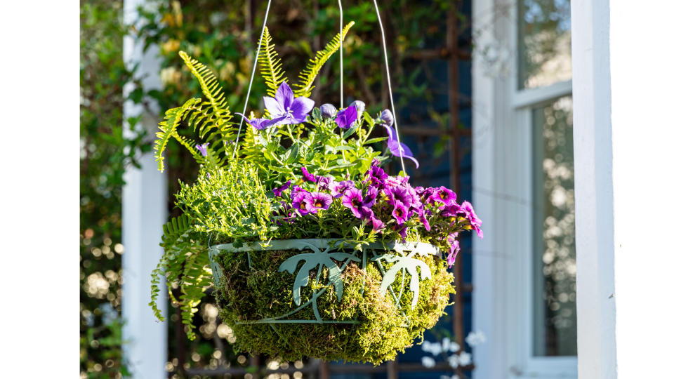 Container garden ideas: Hanging plant basket filled with moss, calibrachoa, bellflower and ferns