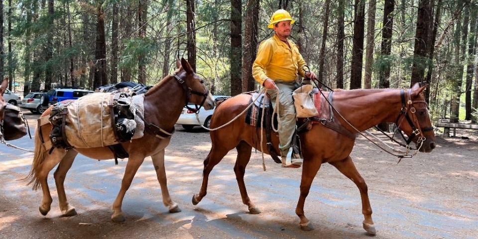 Smoke was too thick for aircraft to help firefighters battling the Deep Fire and other fires burning in steep terrain in Trinity County on Aug. 17, 2023; so crews used mules to bring supplies and personnel to the fire, according to the Shasta-Trinity National Forest.