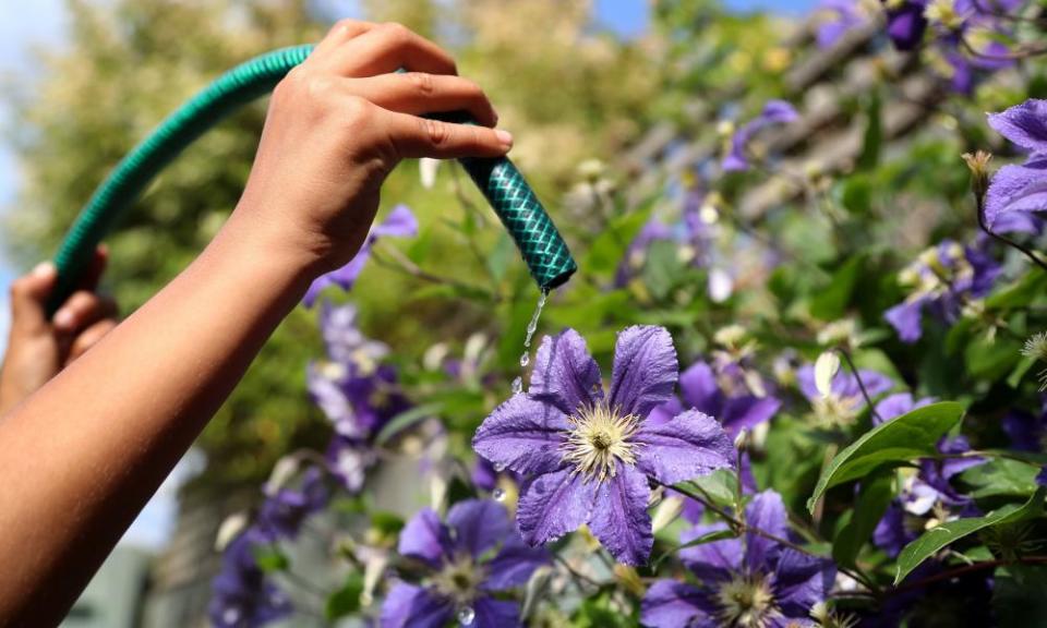 Flowers being watered with a garden hose