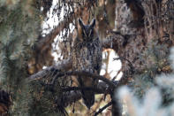 A long-eared owl sits on a branch of a pine tree in a park in Kikinda, Serbia, November 14, 2018. Picture taken November 14, 2018. REUTERS/Marko Djurica