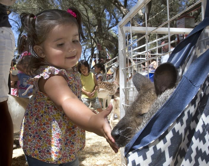 Cataleja Ramirez,15 months, pets Keele, a 4-year-old Bennett Wallaby during a visit to the California State Fair, Friday, July 22, 2016, in Sacramento, Calif. The fair is entering it's final weekend and will close, Sunday, July 24.(AP Photo/Rich Pedroncelli)