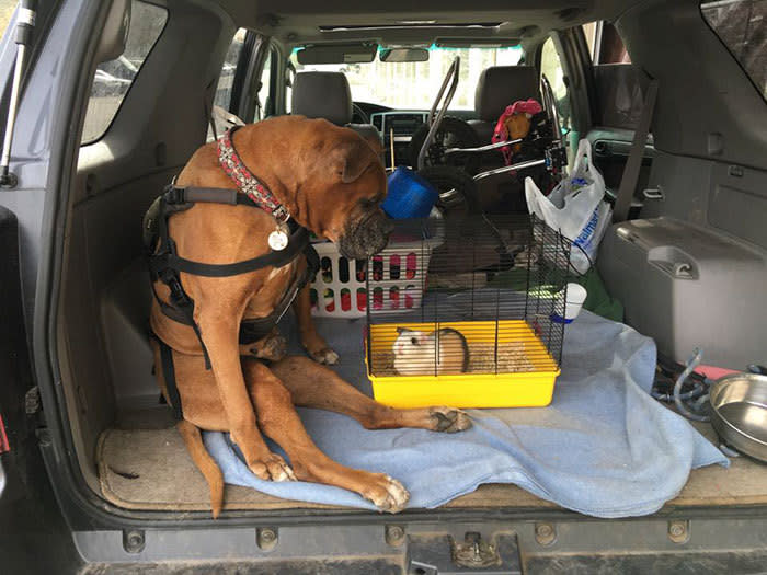 El sitio es dirigido por Holly Walthers, quien rescató a Rex de un refugio en California, en el que estaba a punto de ser ejecutado, señaló el portal BoredPanda.