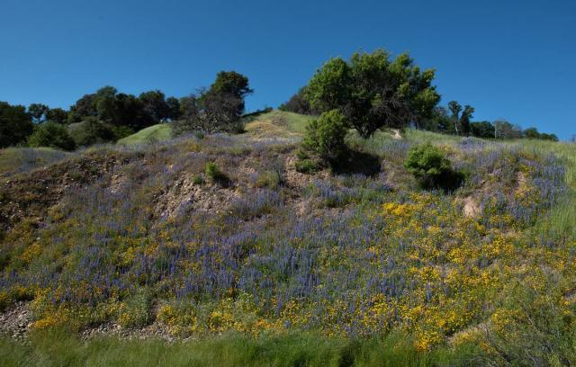 Roadside Wildflowers of July – Oakland County Blog