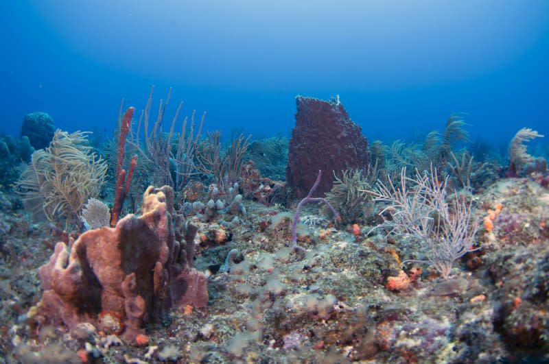 Coral reefs, such as the one pictured here off Boynton Beach, Fla., are undergoing a mass bleaching event on a global scale, NOAA scientists announced Monday. File Photo by Joe Marino/UPI