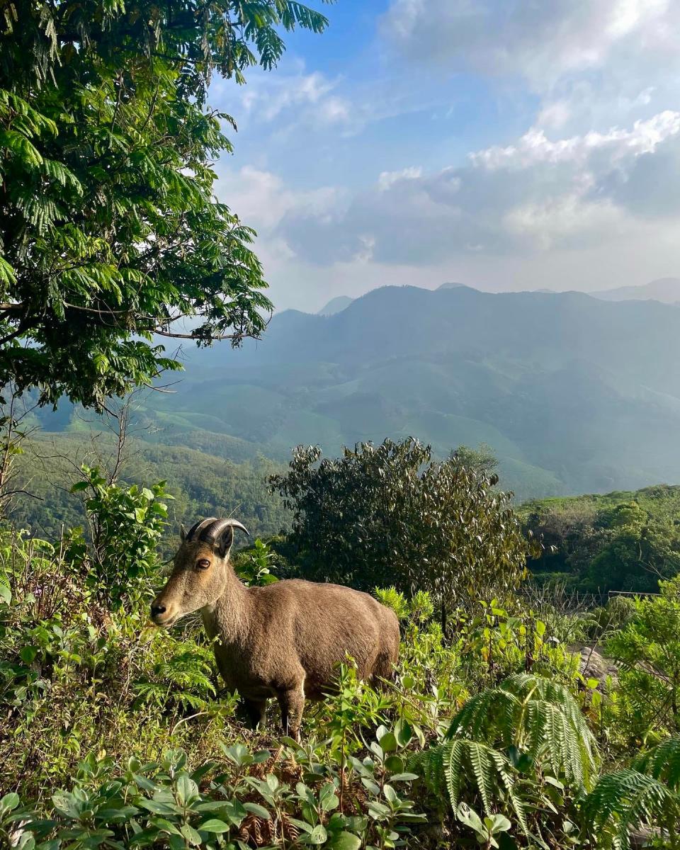 A brown mountain goat is seen grazing with mountain peaks in the distance in Munnar, India.