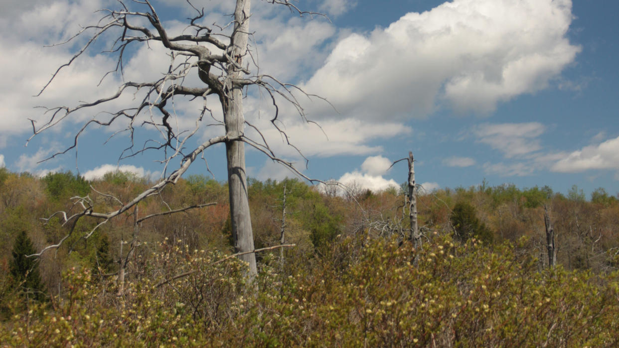 Finzel Swamp Garrett County Maryland.