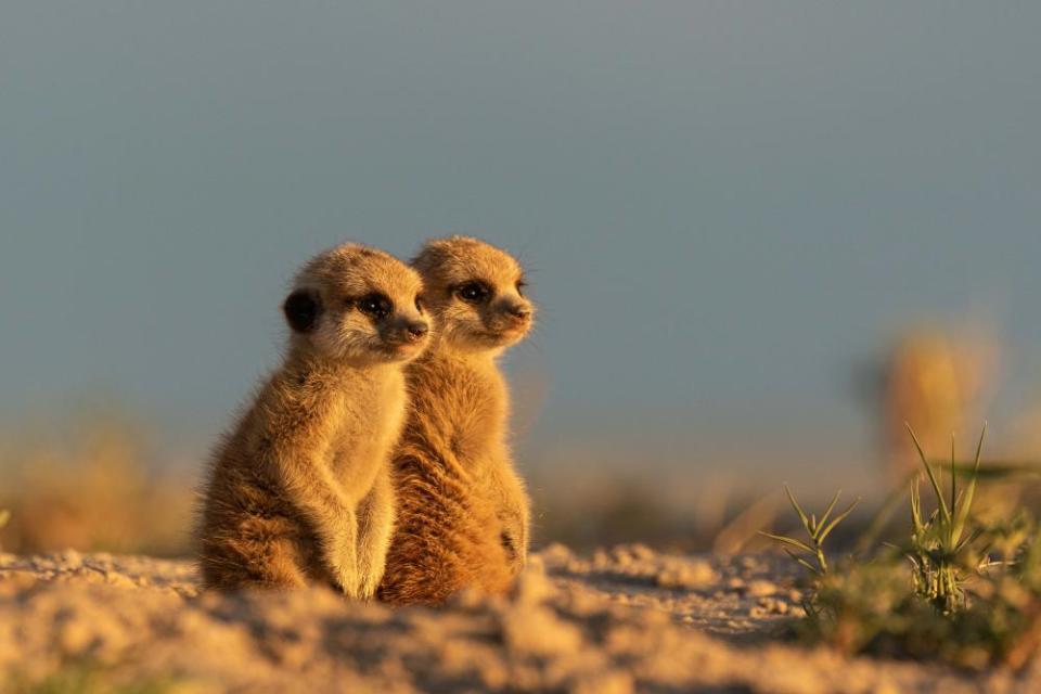 Two meerkat pups at sunset