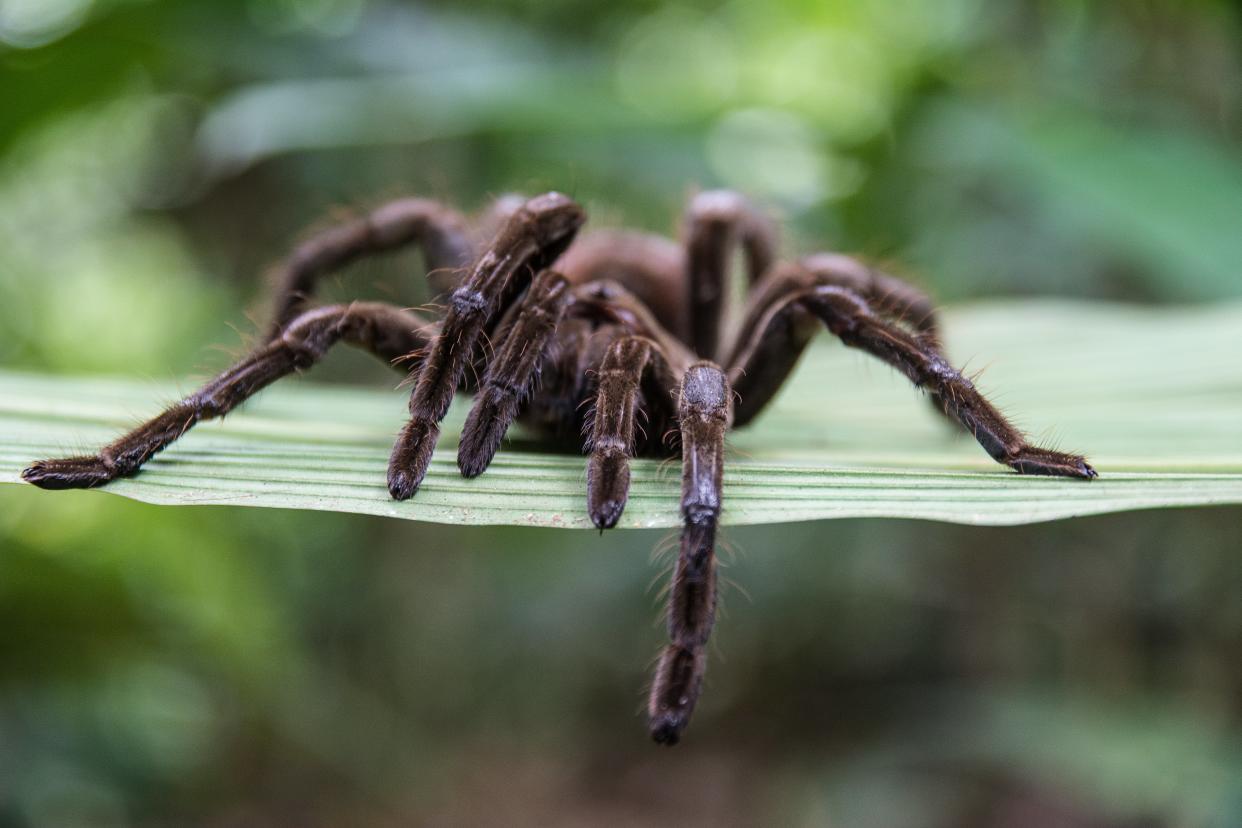 The venom of the Peruvian tarantula could be used to treat symptoms of IBS pain in humans in the future (Getty Images/iStockphoto)