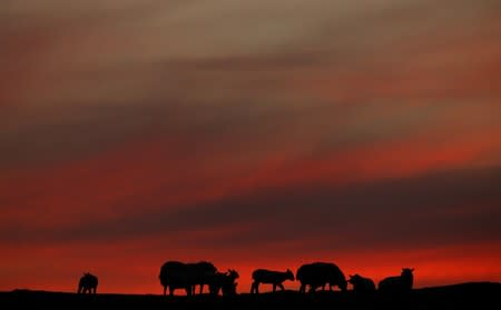 The setting sun illuminates the clouds as sheep graze in a field during the Cloud Appreciation Society's gathering in Lundy