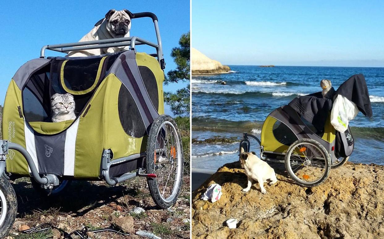 Pug and Cat Travel Spain