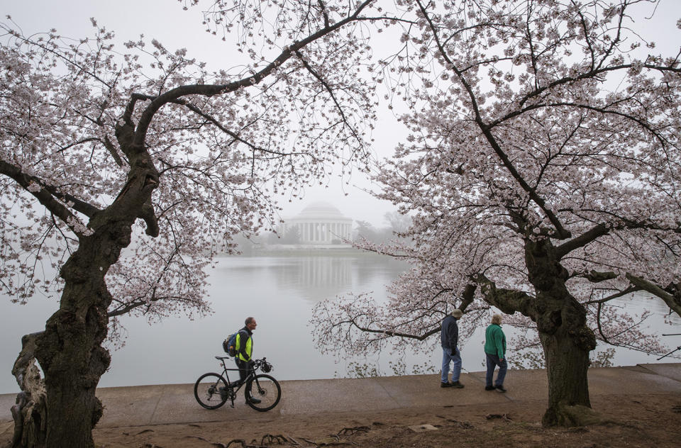 Los cerezos de Washington florecen a pesar de la ola de frío