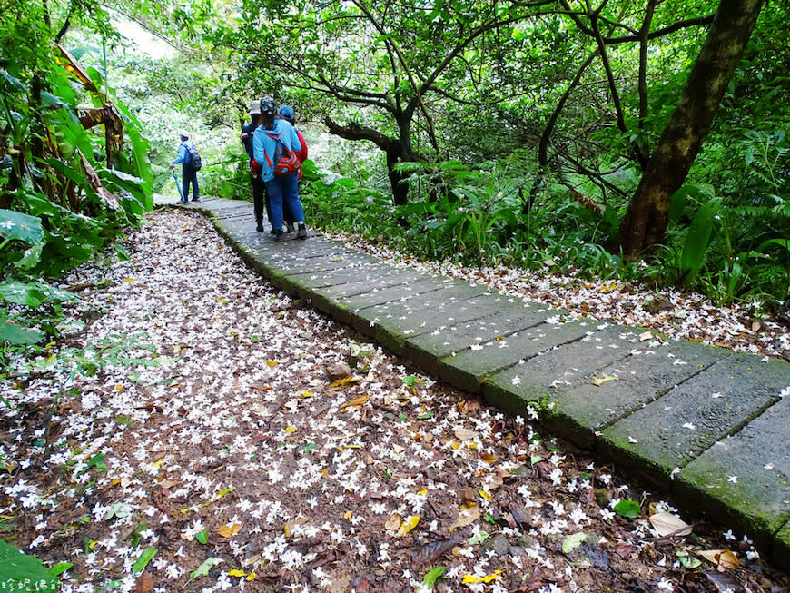 新北土城｜文筆山步道