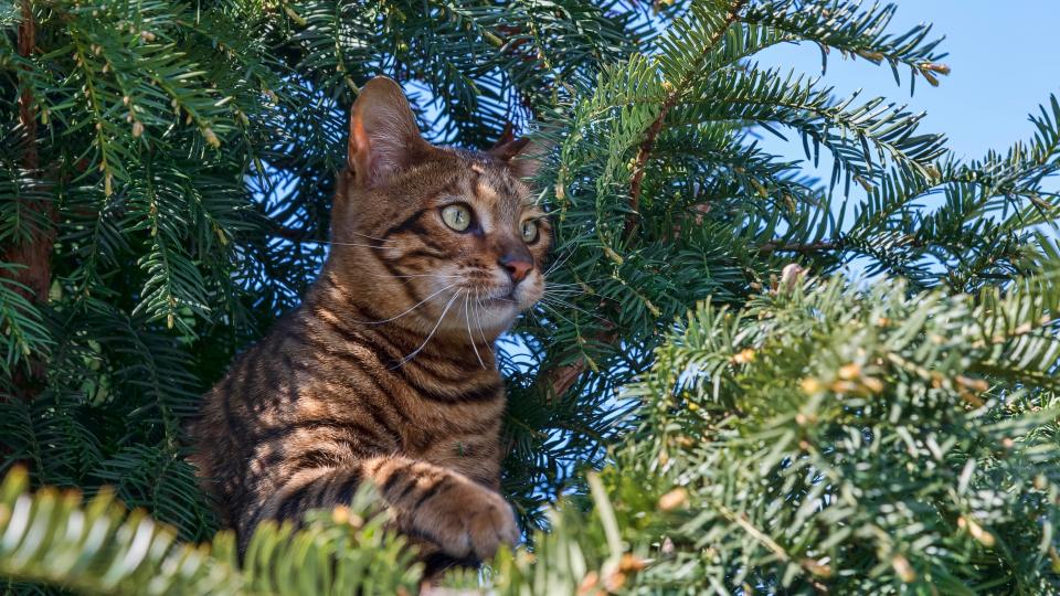 Toyger cat