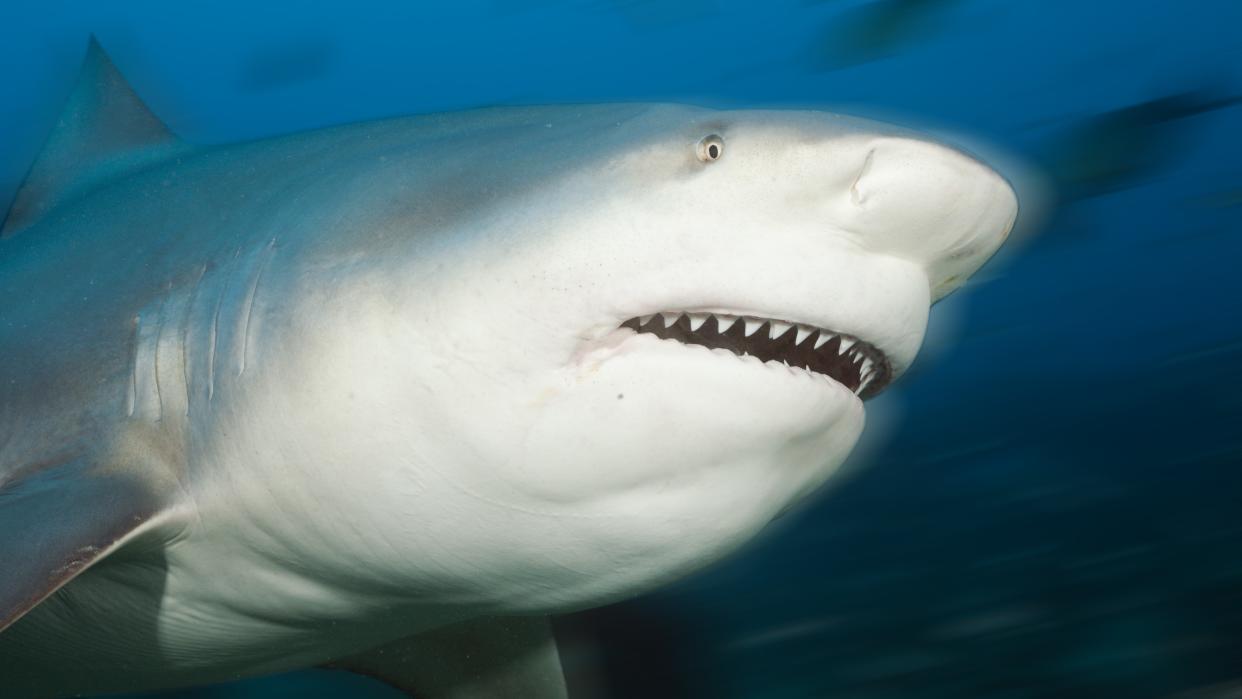  Close up of a bull shark underwater . 