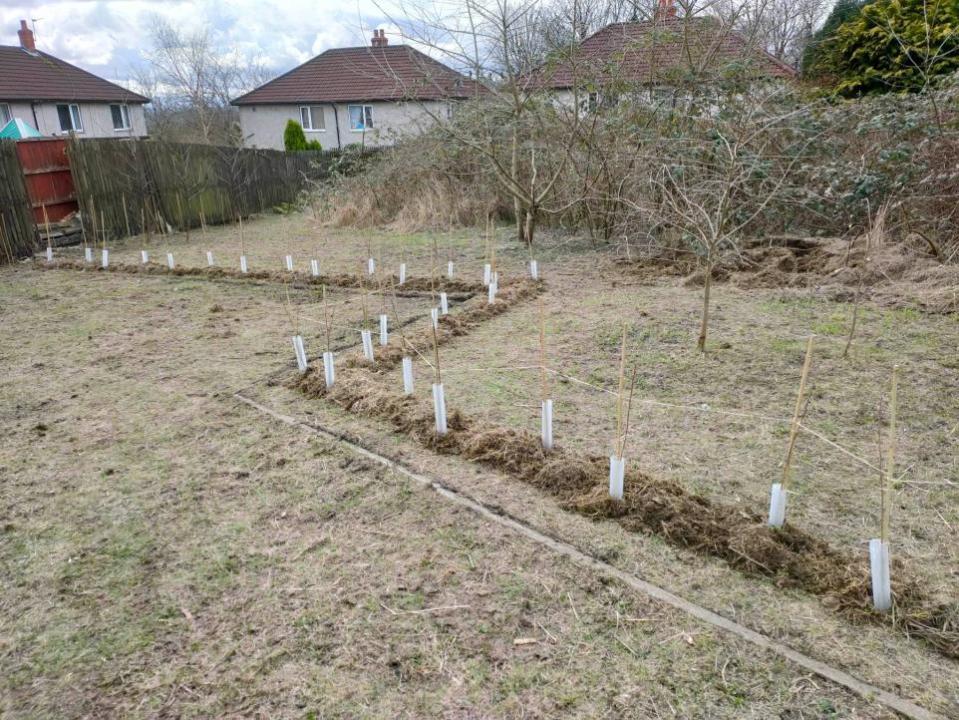 The Bolton News: Trees have been planted