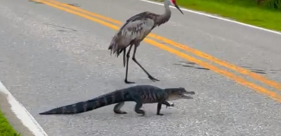 The alligator made its way across the road, joined by a feathery escort, the video showed.