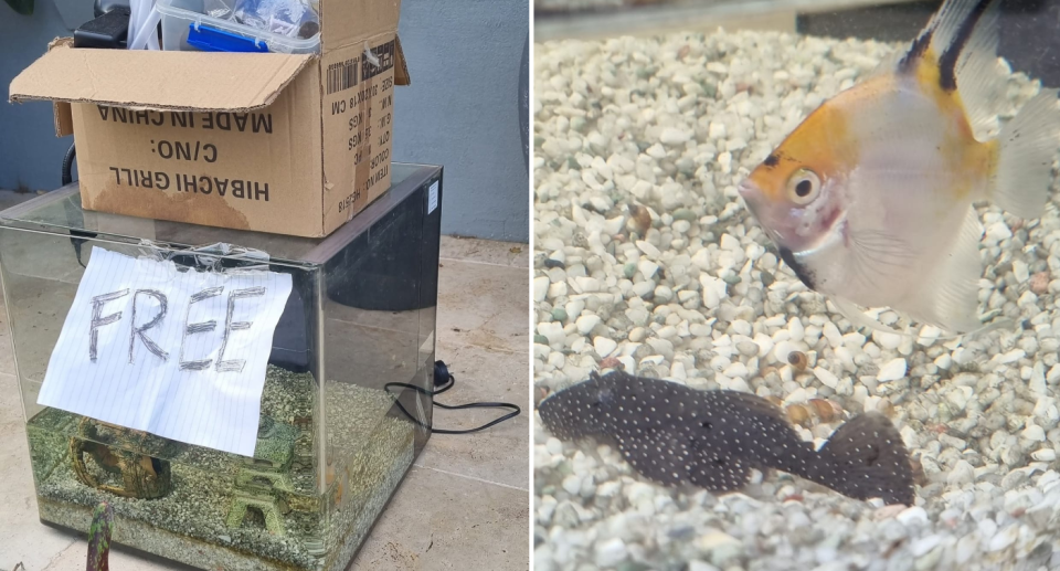 Left image is of the fish tank with the 'FREE' sign stuck to it and a box of equipment sitting on top. Right image is of the two pet fish.