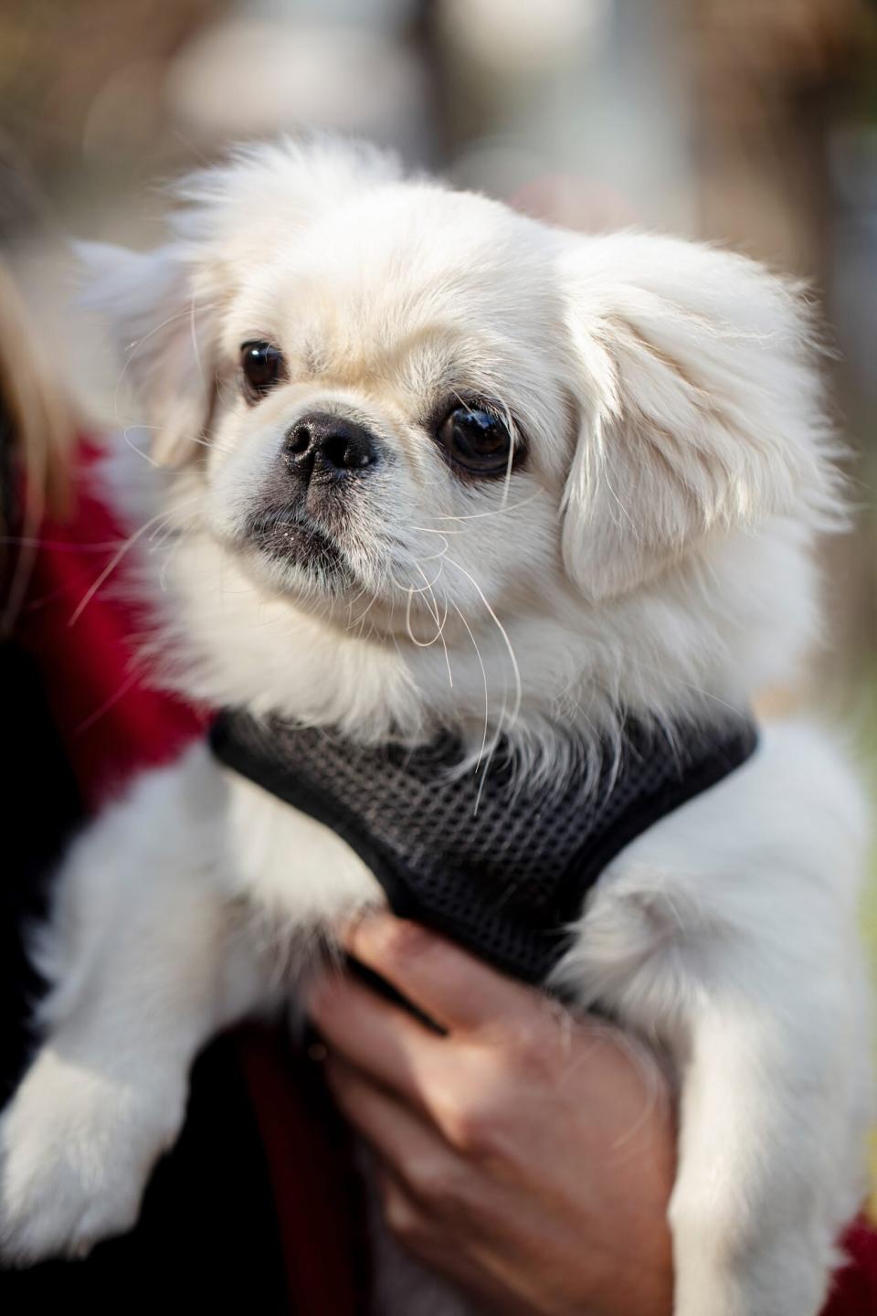 closeup of a white Pekingese in his owners arm wearing a black harness