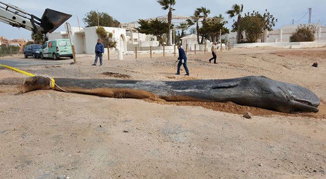 The whale washed up in Spain with 29 kg of plastic in its stomach. Source: Yahoo UK