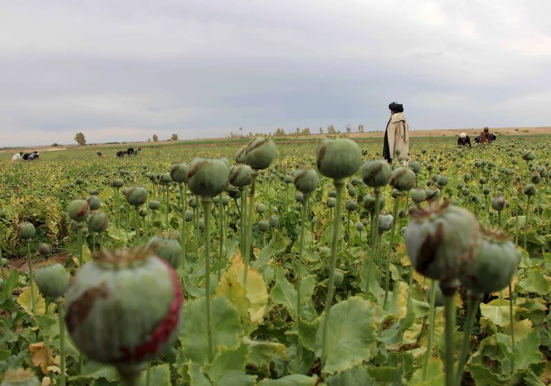 FILE PHOTO: Afghan man walks through a poppy field in the Gereshk district of Helmand province, Afghanistan