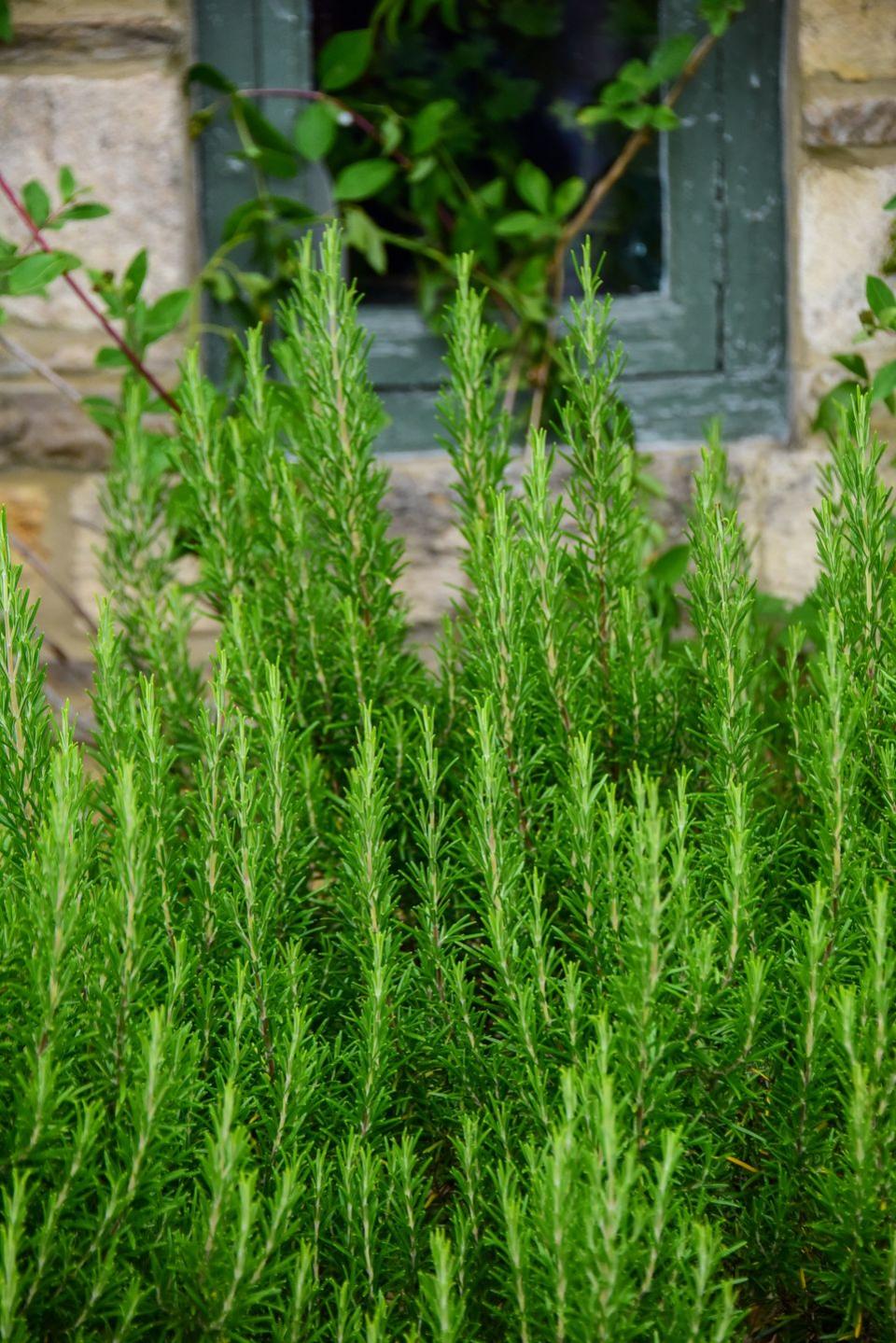 <p>Rosemary's pine-scented foliage can survive mild winters, becoming a sturdy shrub in time. Or bring indoors to overwinter in pots. The tiny flowers are quite pretty as well, and dwarf or trailing varieties are a great addition to any garden. It's most often found in Italian dishes such as sauces, pasta and roasted meats.</p><p><a class="link " href="https://go.redirectingat.com?id=74968X1596630&url=https%3A%2F%2Fwww.burpee.com%2Frosemary-tuscan-blue-prod099734.html&sref=https%3A%2F%2Fwww.veranda.com%2Foutdoor-garden%2Fg35122682%2Fperennial-herbs%2F" rel="nofollow noopener" target="_blank" data-ylk="slk:SHOP ROSEMARY PLANTS;elm:context_link;itc:0;sec:content-canvas">SHOP ROSEMARY PLANTS</a></p>