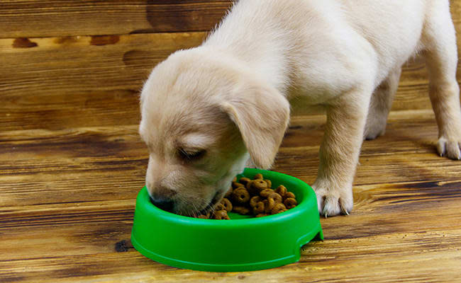 puppy-food