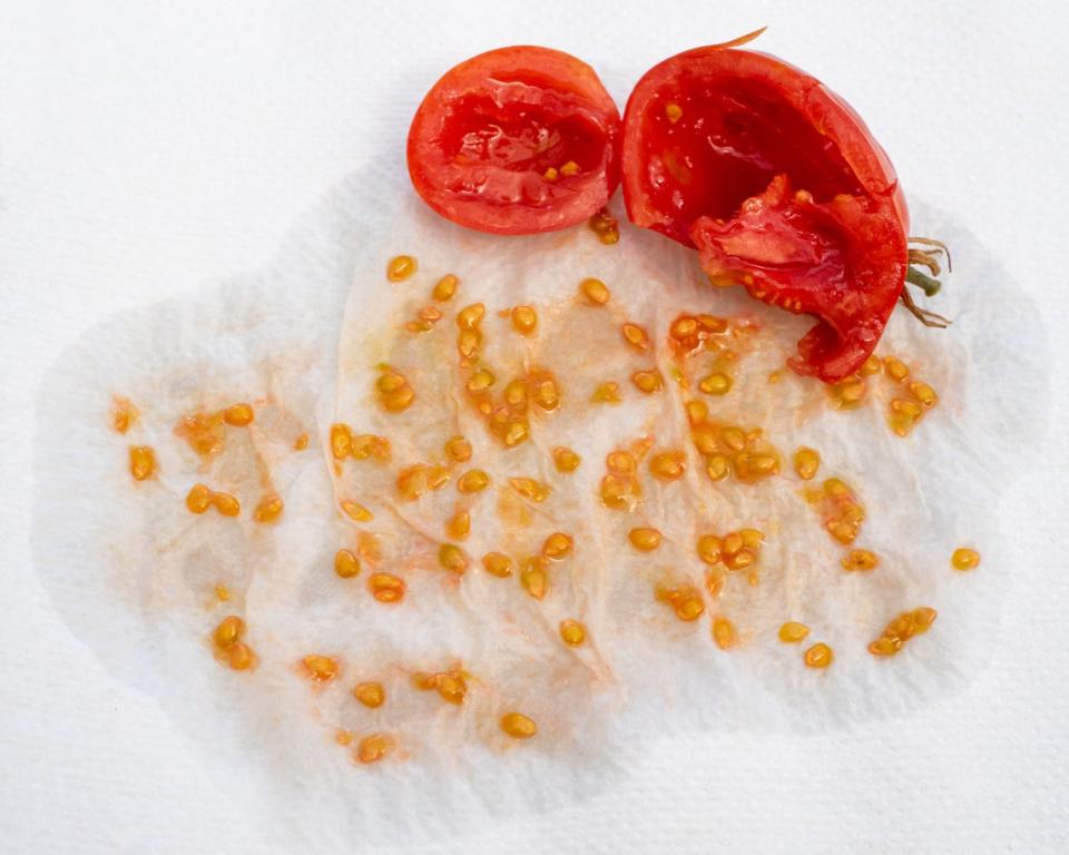 Tomato seeds collected on an absorbent paper towel to dry, seed saving. Home garden seed collection for propagation.