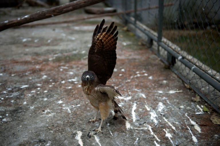 Sales of wild animals are banned, but the practice is widespread in Brazil. Toucans, snakes and monkeys are a common sight at certain markets