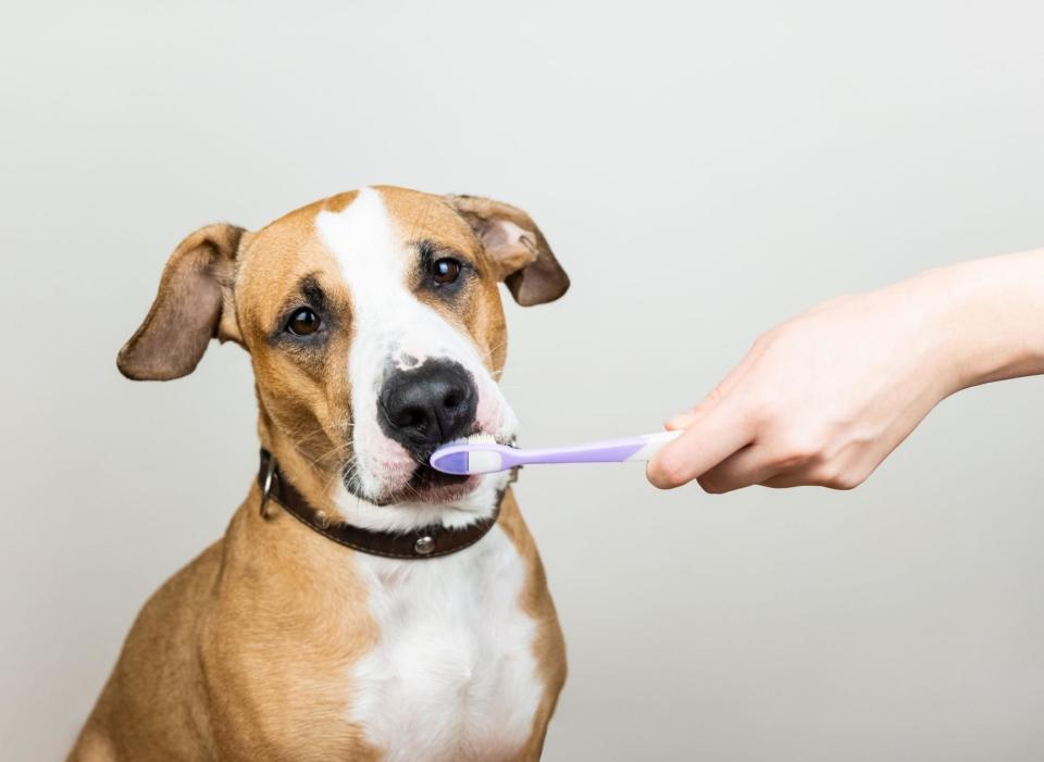 Dental chews, treats or specialist foods can also help to keep your pet’s mouth healthy. Be careful not to feed them too many of these, include them in their daily calorie intake to prevent any unwanted weight gain. (Photo: Canva/Getty Images)