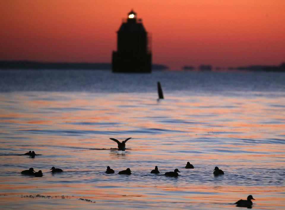 Ducks swim in the frigid waters of the Chesapeake Bay as the Sandy Point Shoal Lighthouse looms in the distance in Skidmore, Maryland.