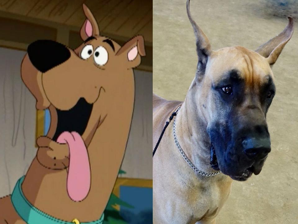 scooby doo great dane