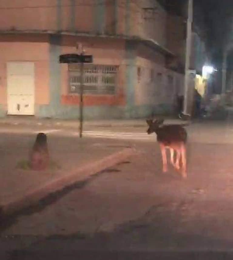 La reacción de los vecinos quedó registrada en fotos y videos difundidos en redes