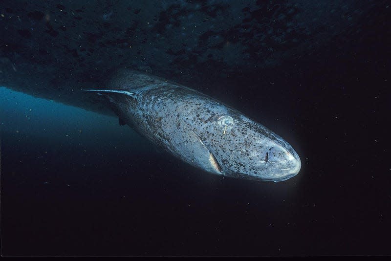 Photo: <a class="link " href="https://commons.wikimedia.org/wiki/File:Greenland_shark_profile.jpg#/media/File:Greenland_shark_profile.jpg" rel="nofollow noopener" target="_blank" data-ylk="slk:Hemming 1952 / Wikimedia Commons;elm:context_link;itc:0;sec:content-canvas">Hemming 1952 / Wikimedia Commons</a>