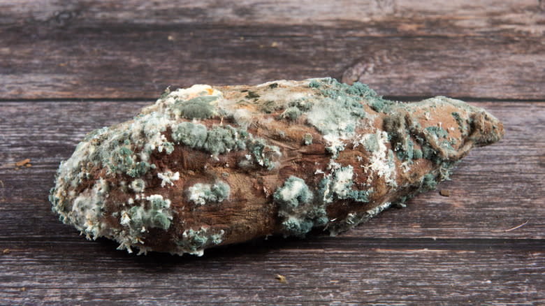 Single potato covered in mold