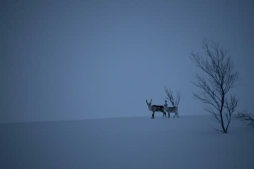 Reindeers pad through snow in Alta, located at a latitude of 69.5 North