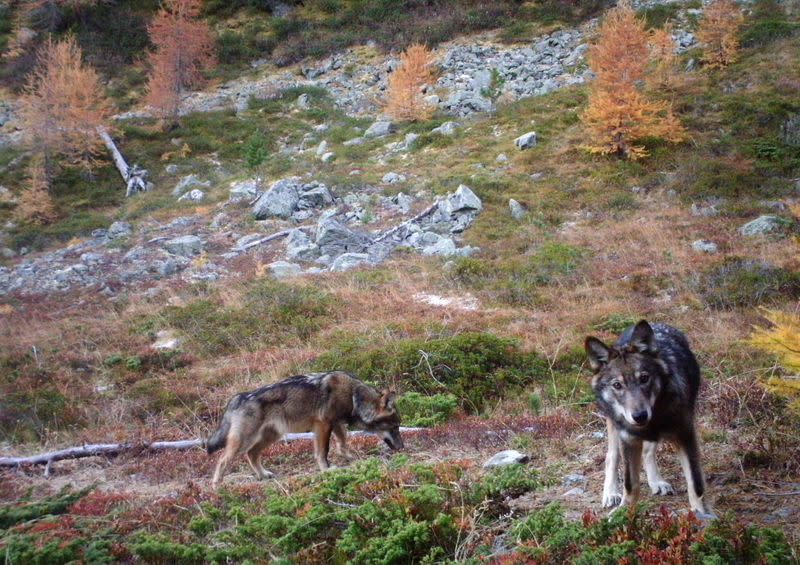 A handout picture taken by a camera trap shows young wolfs in a natural landscape near Augstbordpass