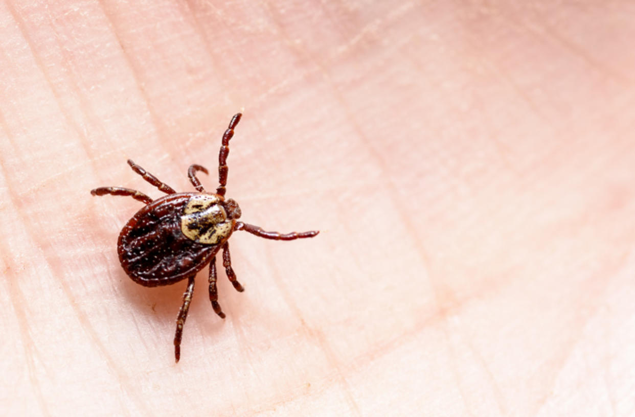 TICK SEASON: How to protect your pets