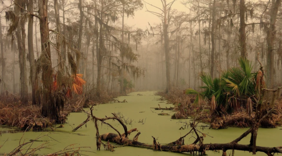 A swamp