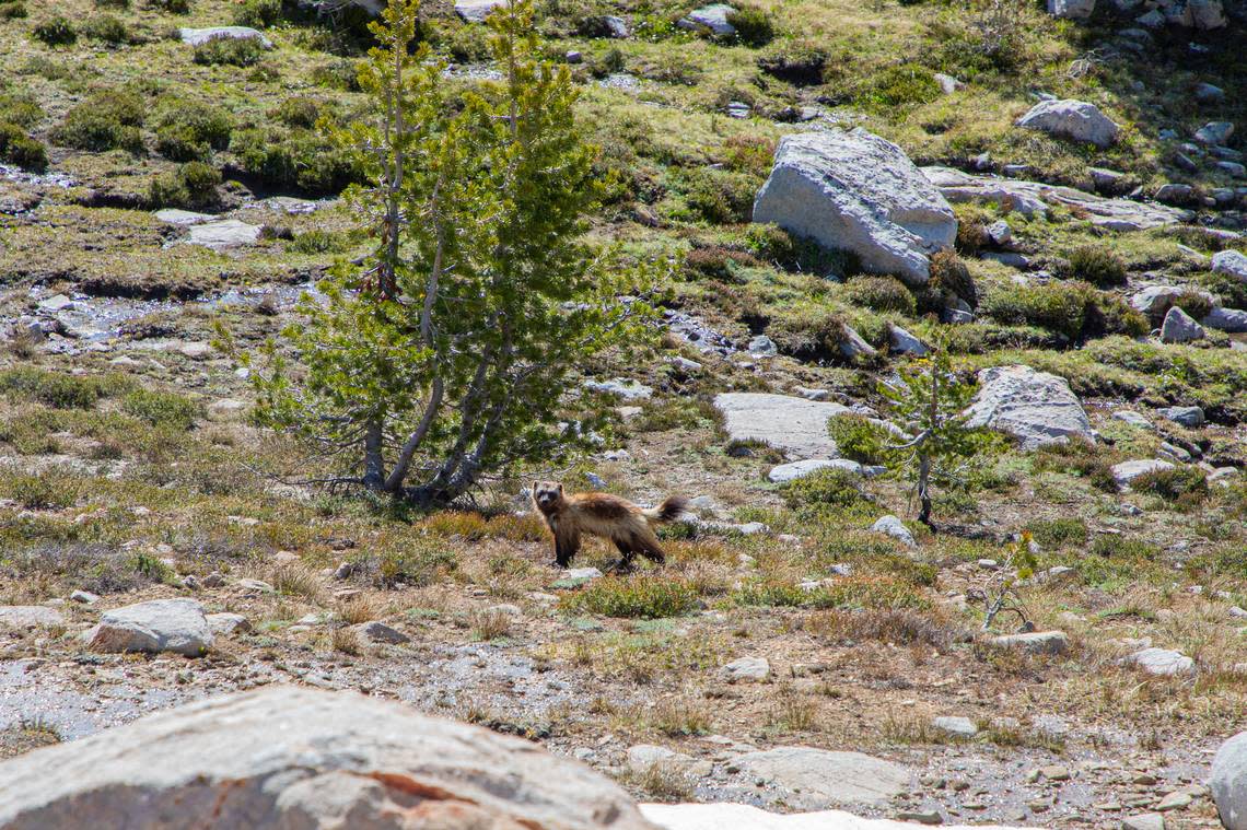 A wolverine stands in the Sawtooth National Recreation Area. There are maybe 25 of the elusive animals in the recreation area, according to wildlife biologist Robin Garwood.
