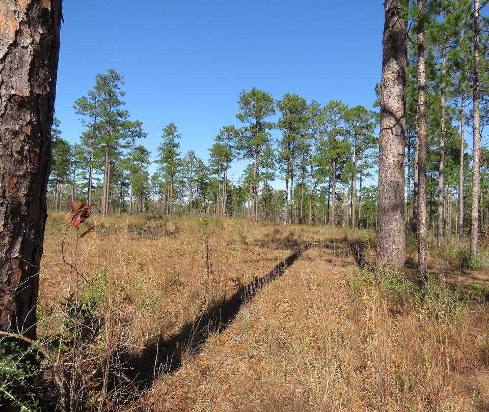 A stand of 80- to 85-year-old longleaf pines and an open, grassy area where seedlings can grow unhampered -- including a few at the top of the shadow are seen in the DeSoto National Forest in Miss. Landowners and government agencies in nine states from Texas to Virginia are working to bring back longleaf pines, planting seedlings in some areas and managing others to remove shrubs and other kinds of trees. (AP Photo/Janet McConnaughey)