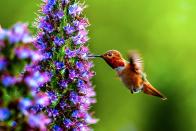 <p>These <a href="https://www.countryliving.com/gardening/g32196978/flowers-that-attract-hummingbirds/" rel="nofollow noopener" target="_blank" data-ylk="slk:drought-tolerant evergreen flowers" class="link ">drought-tolerant evergreen flowers</a> grow quickly, especially when planted in full sun. Hummingbirds can easily spot the pretty plants, which can grow up to 6 feet tall and 10 feet wide.</p><p><a class="link " href="https://www.amazon.com/Echium-Fastuosum-Candicans-Madeira-Flowers/dp/B01GX28BZY/?tag=syn-yahoo-20&ascsubtag=%5Bartid%7C10057.g.32946076%5Bsrc%7Cyahoo-us" rel="nofollow noopener" target="_blank" data-ylk="slk:SHOP NOW">SHOP NOW</a></p>