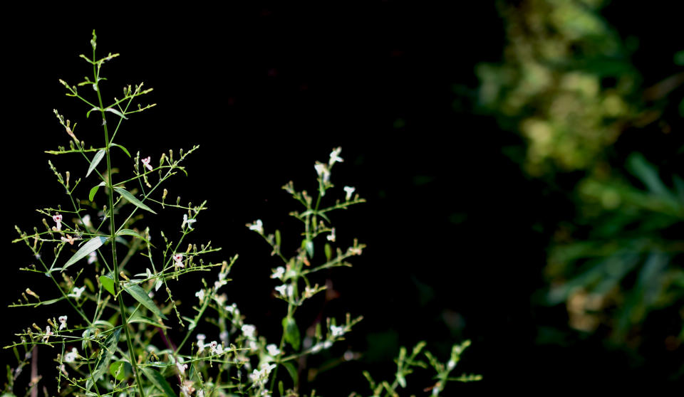 Andrographis paniculata oder auch Green Chirata: Es soll bei milden Covid-Verläufen helfen