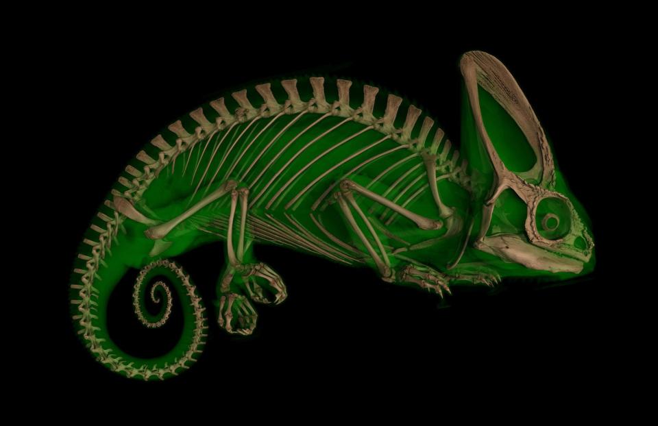 CT scan of a veiled chameleon