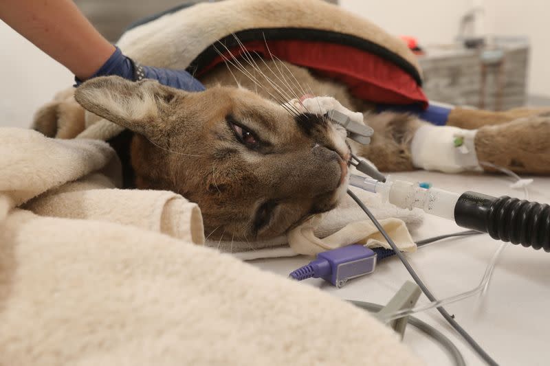Mountain lion dies in surgery after being shot in California