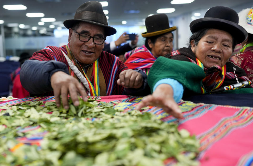 Indígenas aymaras recogen hojas de coca para el mascado en una ceremonia de aniversario del Consejo Nacional de Ayllus y Markas del Qullasuyu, una confederación de organizaciones indígenas, en la Asamblea Legislativa Plurinacional, en La Paz, Bolivia, el miércoles 17 de abril de 2024. De todos los derivados de la planta, la infusión con hoja de coca es la más popular en Bolivia y sirve para mitigar el mal de altura. Se ofrece incluso a los turistas, como ocurre también en Perú o Colombia. (AP Foto/Juan Karita)