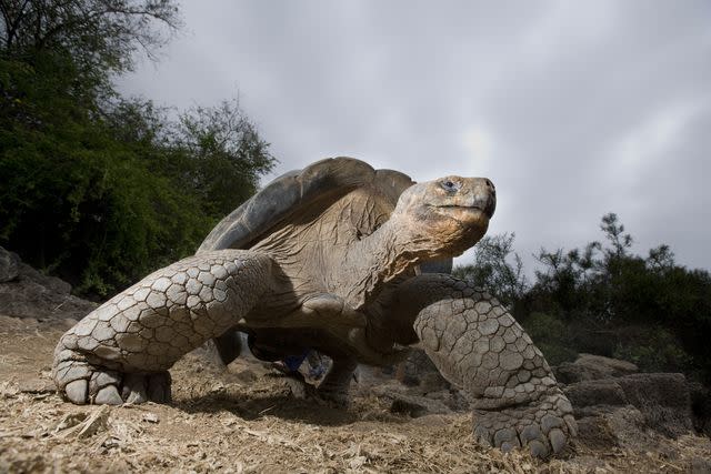 <p> <br/>Paul Souders / Getty Images</p> The giant Galapagos tortoise can live for 150 years or more.